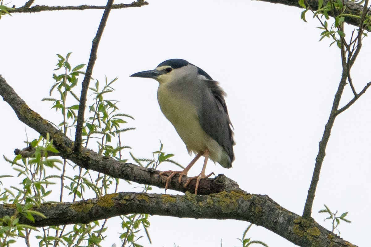 Night Heron in gloomy light but showing nicely near Castle Eaton this evening! #wiltsbirds