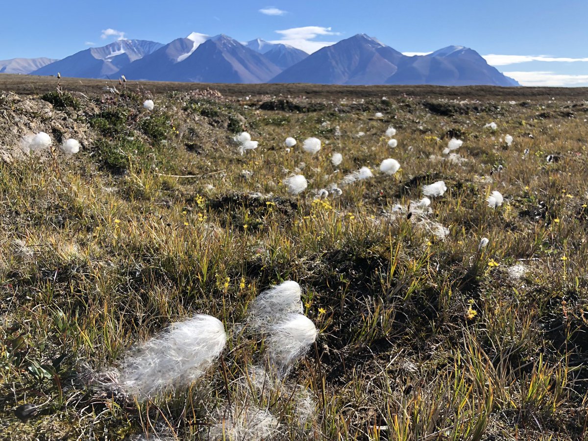 GrzegorzNiedzwiedzki tweet media
