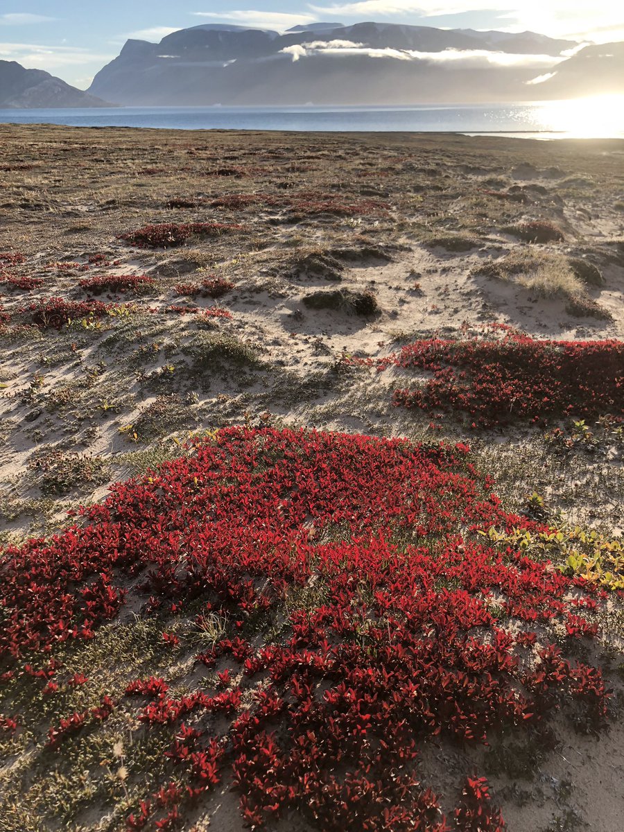 GrzegorzNiedzwiedzki tweet media