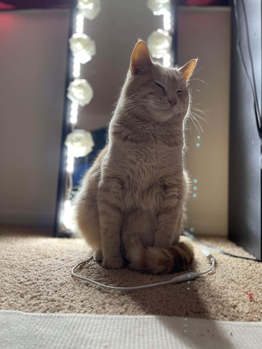 <a href="/christapeterso/">worms cited</a> My cat will not eat wet food unless it's fluffed. Same goes for cuts of meat. I must flake the salmon or pull apart the chicken. He will refuse to eat! This is him for tax. Dexter is his name.