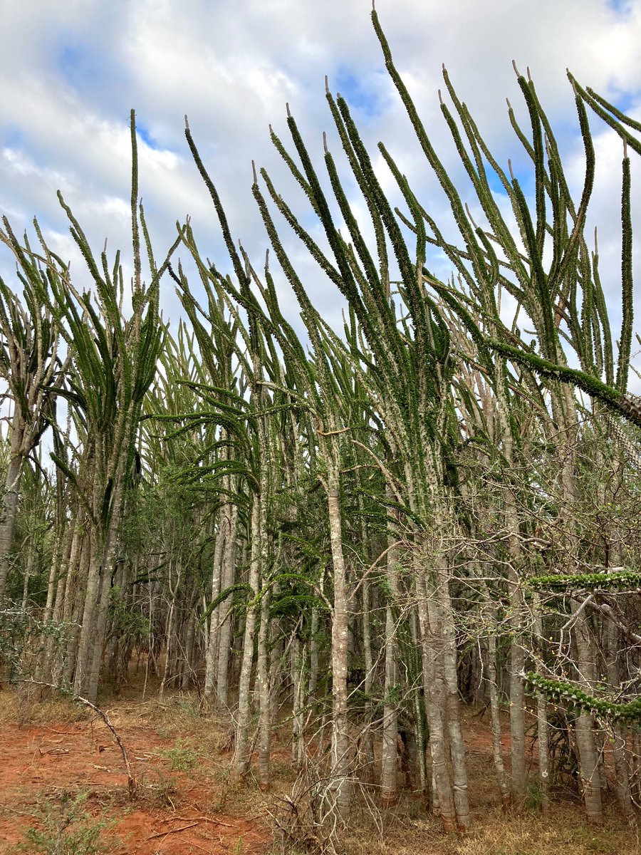 The trees are as wacky as the wildlife in Madagascar. 🇲🇬 <a href="/lonelyplanet/">Lonely Planet</a>