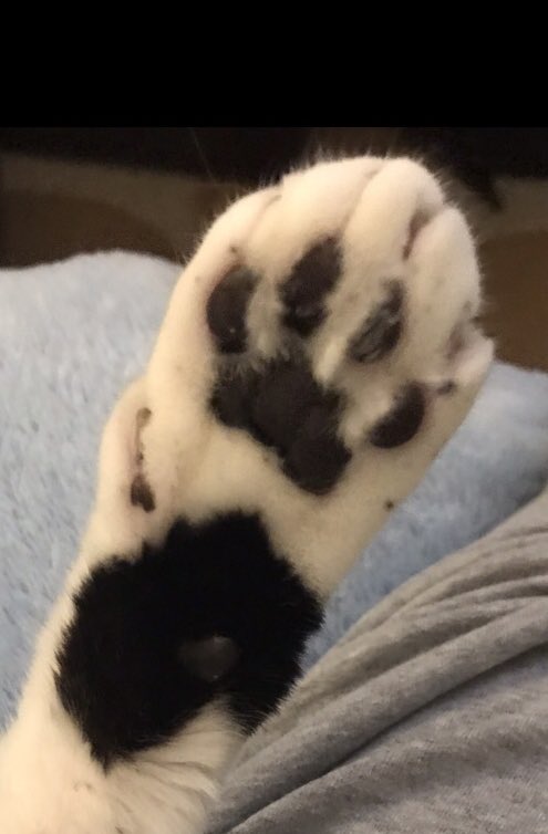 SophieMolly20's tweet photo. @PrimroseTheCat_ Sending hugs & prayers 🙏Also sending positive vibes 🥰🥰🥰 & starting a paw circle for your mum. Healing ❤️🩹 purrs to yur mum! Projecting health to yur sweet momma😘~
💕Sophie & Molly
#Pawcircle #SendingHealingVibes
#ProjectingPositivity https://t.co/IPM98kEKYF