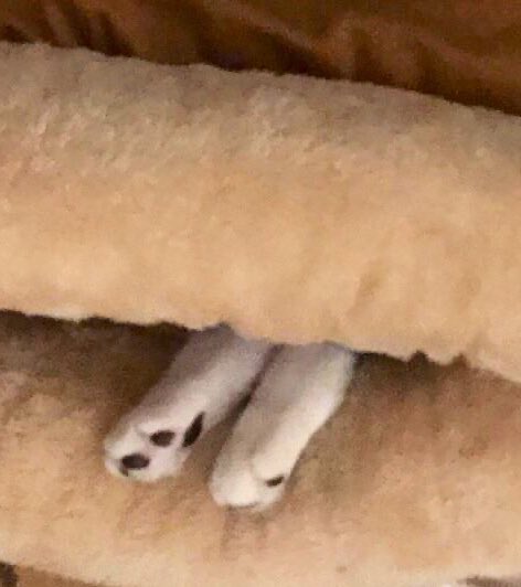 SophieMolly20's tweet photo. @PrimroseTheCat_ Sending hugs & prayers 🙏Also sending positive vibes 🥰🥰🥰 & starting a paw circle for your mum. Healing ❤️🩹 purrs to yur mum! Projecting health to yur sweet momma😘~
💕Sophie & Molly
#Pawcircle #SendingHealingVibes
#ProjectingPositivity https://t.co/IPM98kEKYF