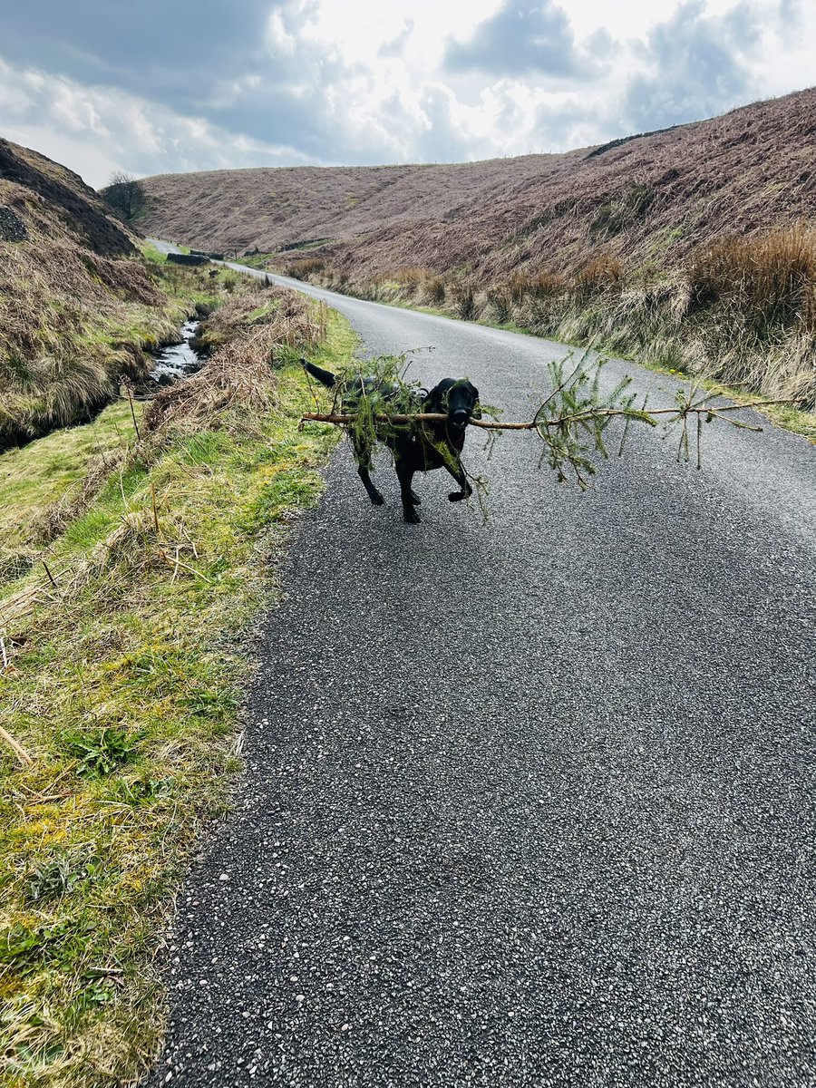 EmBombIbiza's tweet photo. Jack found our Christmas tree a bit early this year #CatAndFiddle https://t.co/6arkXSkmhi