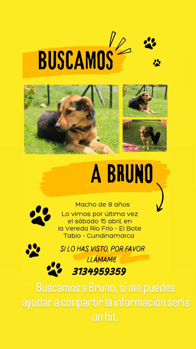 NPfabi's tweet photo. ¡Hola! Me ayudan compartiendo esta información, porfa. #BuscamosaBruno #perroperdido #Tabio https://t.co/wqKliRpRYS
