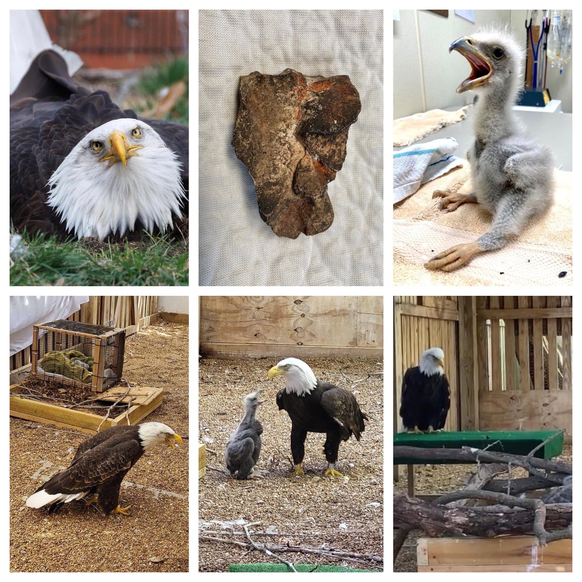 MURPHY’S LAW
Don’t let them steal your dreams
A ROCK can be an EGG 
If you believe it so. 
And if you persevere…
It MIGHT just become a CHICK. 
A dedicated dad
Can perform miracles
With great devotion,
A little help from his friends, 
…and a dash of magic. 
BELIEVE