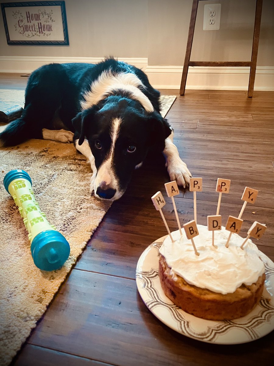 PenderbrookGCM's tweet photo. Poa’s 10th Birthday @DogsOfTurf https://t.co/yOBmihwr50