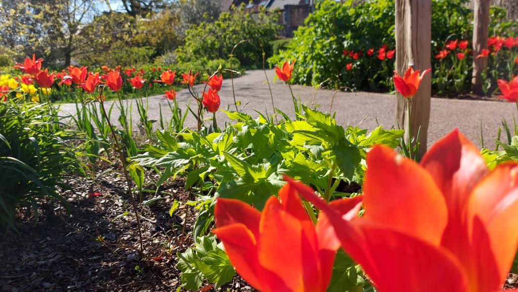 BeaLast's tweet photo. Revisited #York to continue the #creativeprocess. 200 more of the #handcrafted #TheRedBags installed at @YorkArtGallery in the @YorkshireMuseum gdns. Love how the installation is connecting with its surroundings @AestheticaMag #AestheticaArtPrize https://t.co/uF2hz3Ch6n