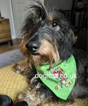 millypod1's tweet photo. π21 APR 2023 #Lost KODA #ScanMe #Tagged
Black & Brown Dachshund Male #SausageArmy
In #Birleywood #Skelmersdale #Lancashire #WN8 https://t.co/lS0rRuRPsP https://t.co/1FLVdC2czZ