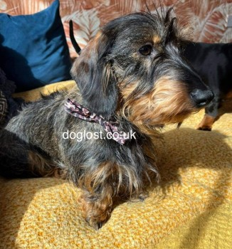 millypod1's tweet photo. π21 APR 2023 #Lost KODA #ScanMe #Tagged
Black & Brown Dachshund Male #SausageArmy
In #Birleywood #Skelmersdale #Lancashire #WN8 https://t.co/lS0rRuRPsP https://t.co/1FLVdC2czZ