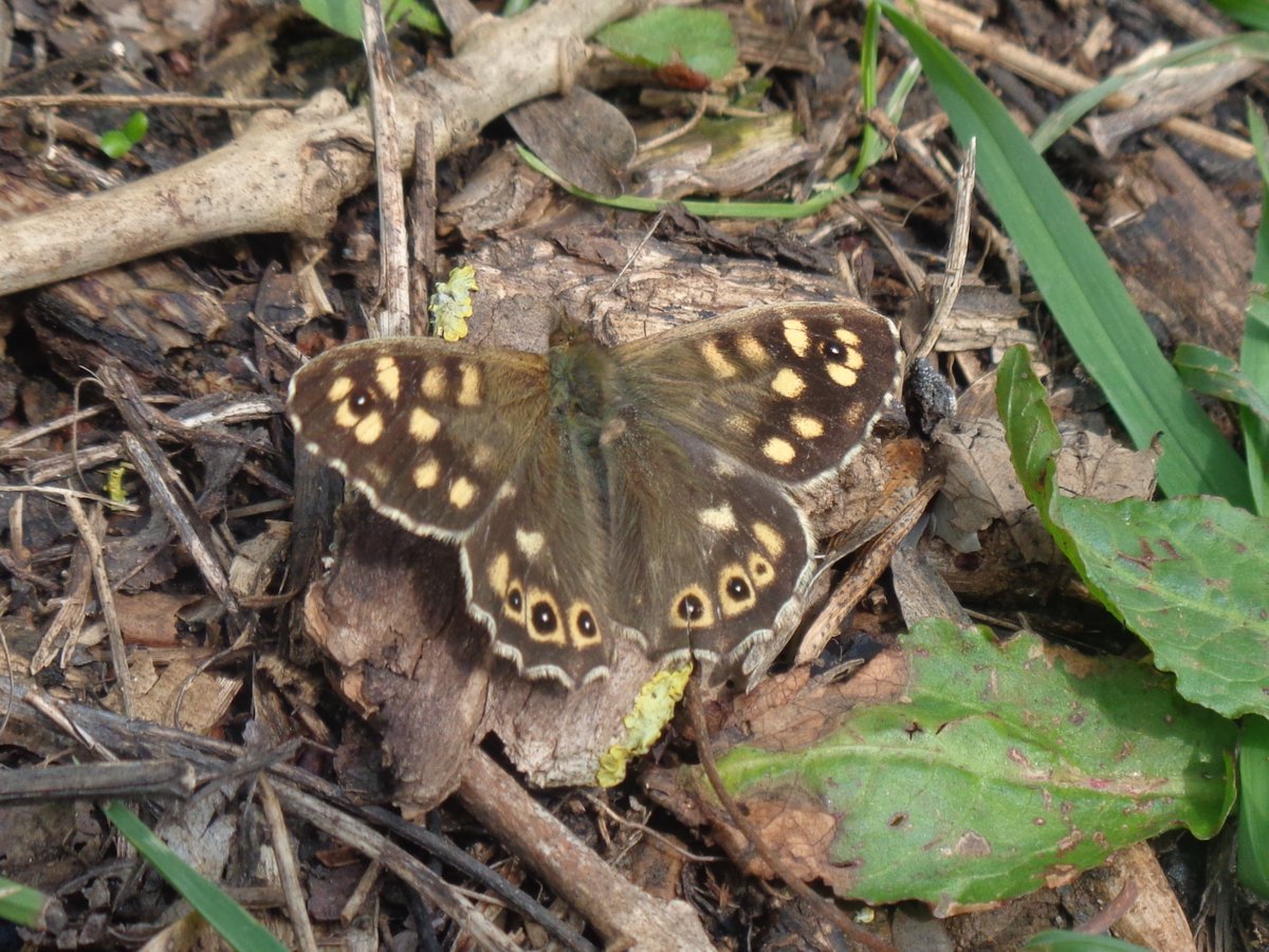 HelenRo88542779's tweet photo. The butterflies came out to play on a sunny day๐ฆ #Northamptonshire #LyvedenWay #NeneWay @BedsNthantsBC @_NeneValley #butterfly https://t.co/89Kgd3IEem