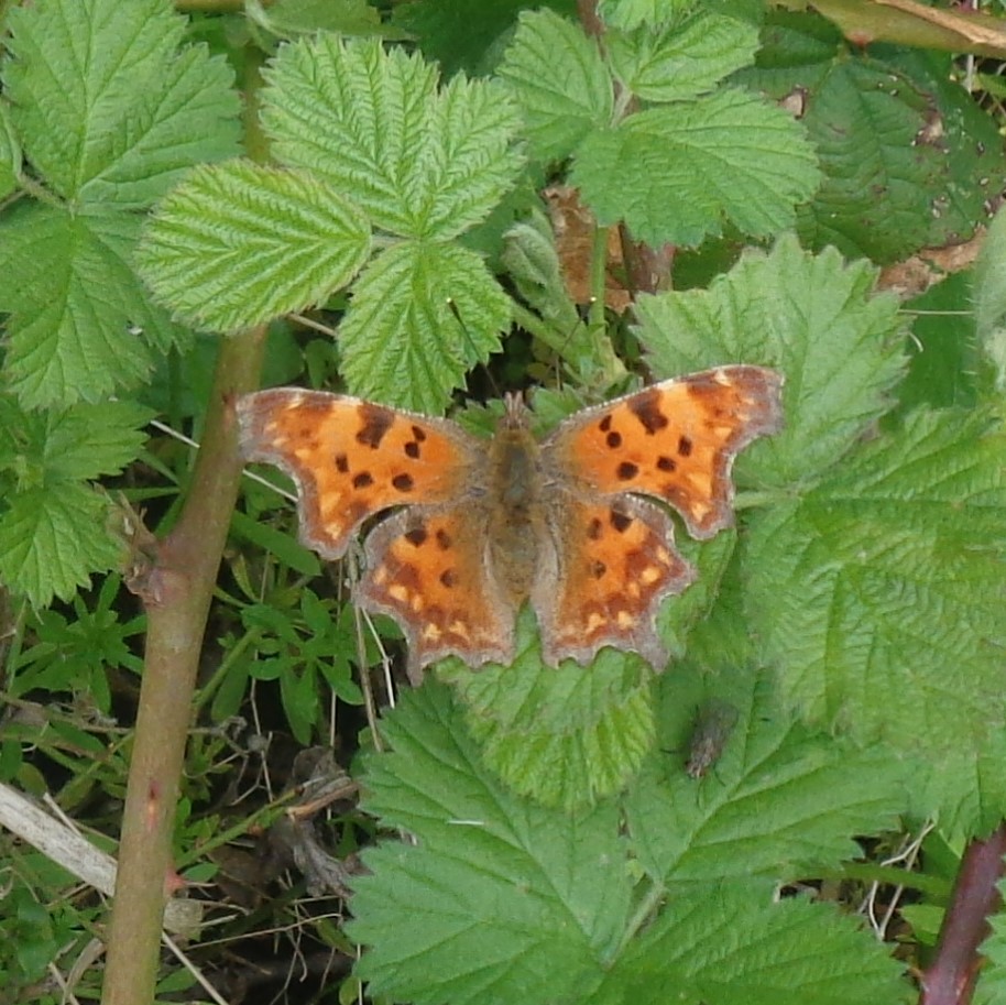 HelenRo88542779's tweet photo. The butterflies came out to play on a sunny day๐ฆ #Northamptonshire #LyvedenWay #NeneWay @BedsNthantsBC @_NeneValley #butterfly https://t.co/89Kgd3IEem