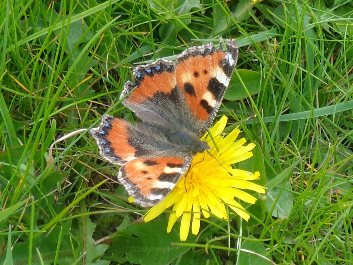 HelenRo88542779's tweet photo. The butterflies came out to play on a sunny day๐ฆ #Northamptonshire #LyvedenWay #NeneWay @BedsNthantsBC @_NeneValley #butterfly https://t.co/89Kgd3IEem