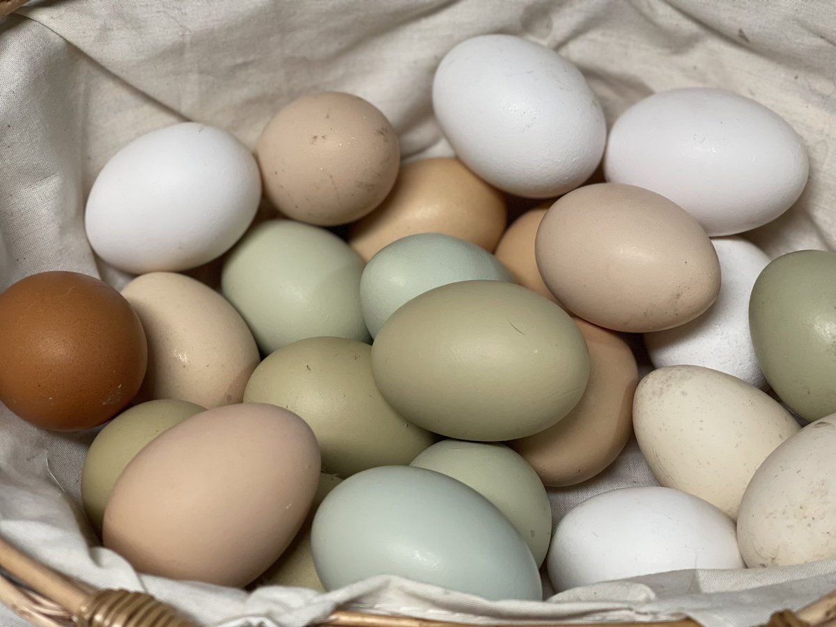 Went to grab some eggs out of the coop ,and 2 of my chickens yelled at me for taking them- and one pecked me 😂😂 #broodyhen #spring #chickens #eggs