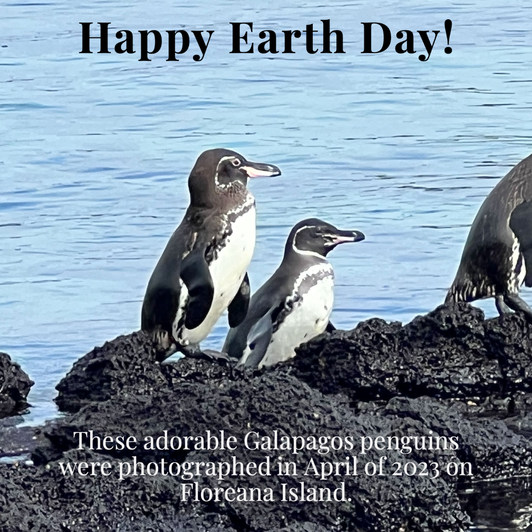 EcoLitBooks's tweet photo. Happy Earth Day from EcoLit Books!

#EarthDay #EarthDay2023 #animals #planet #oceans #planetearth #nature #wildlife  #Floreana #Galapagos #penguins  #ecolit #ecoliterature #writingforanimals #writers #readers https://t.co/KOIljOYIrT