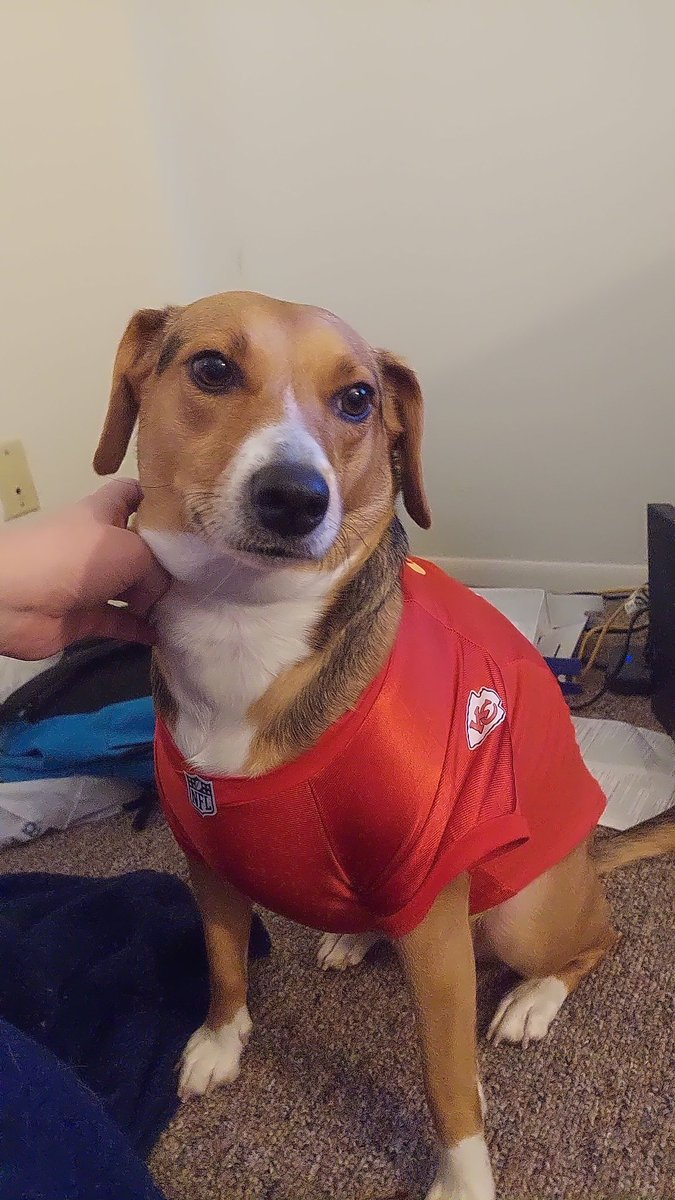 kgreen1860's tweet photo. Apparently it's National Beagle Day (thanks @katie_cammm). Little miss Clementine turned 3 a few days ago. Olivia and I love her very much. https://t.co/5kmaeDSHXI