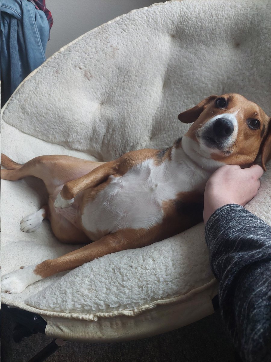 kgreen1860's tweet photo. Apparently it's National Beagle Day (thanks @katie_cammm). Little miss Clementine turned 3 a few days ago. Olivia and I love her very much. https://t.co/5kmaeDSHXI