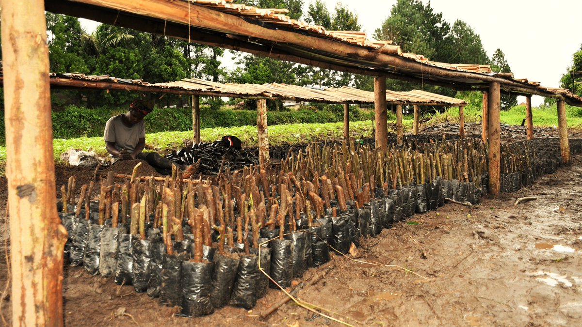 ROBUST_DeSIRA's tweet photo. [#CitizenScience] 🇺🇬Establishement of a tree nursery network with 👨🏿‍🌾👩🏿‍🌾Coffee farmers 👉🏿 10 districts 🌱600,000 seedlings #Agroforestry @NAFORRI_UG #UCFA https://t.co/ULsYKRYMLV