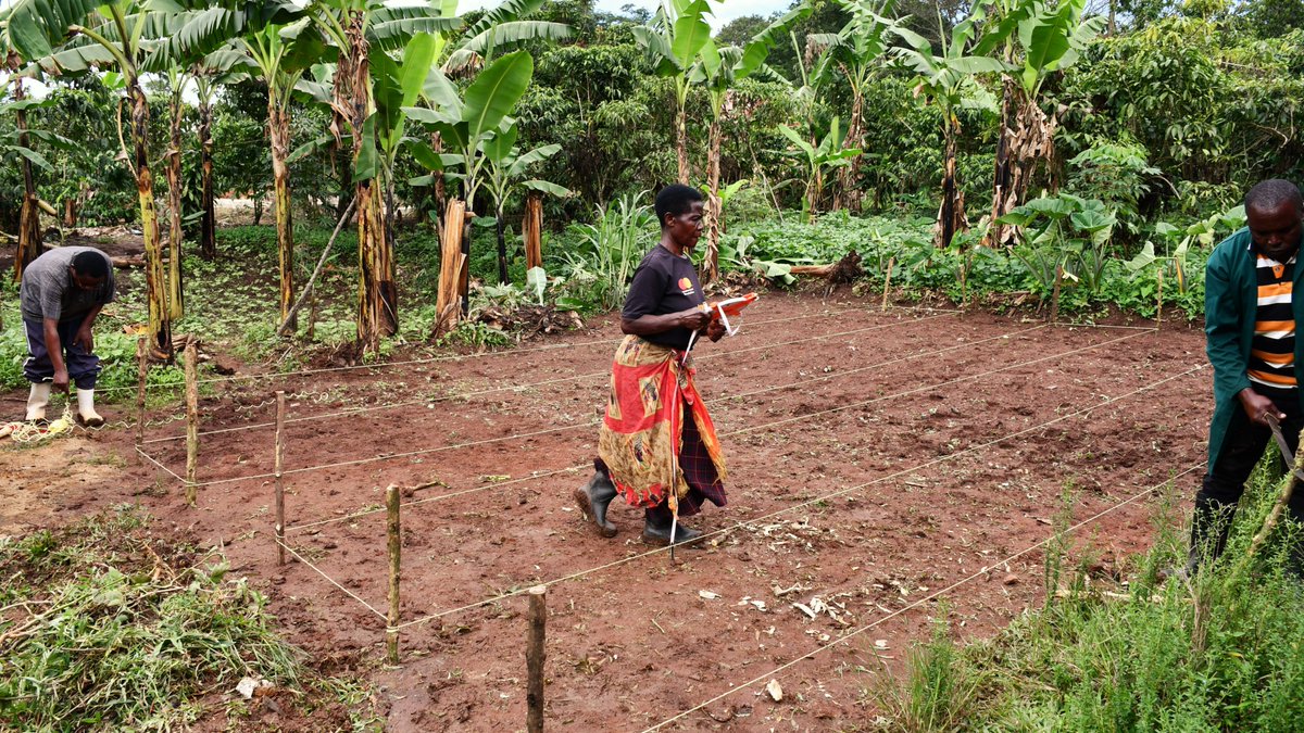 ROBUST_DeSIRA's tweet photo. [#CitizenScience] 🇺🇬Establishement of a tree nursery network with 👨🏿‍🌾👩🏿‍🌾Coffee farmers 👉🏿 10 districts 🌱600,000 seedlings #Agroforestry @NAFORRI_UG #UCFA https://t.co/ULsYKRYMLV