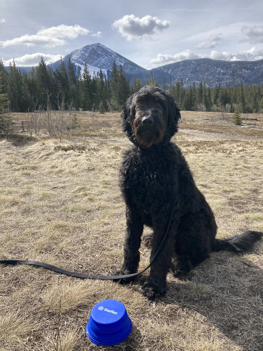 boblambert90's tweet photo. Poster dog for @StarRez?? Murphy loves his bowl but wishes there was still food in it. @Kmagura https://t.co/GEqr9Agx0E
