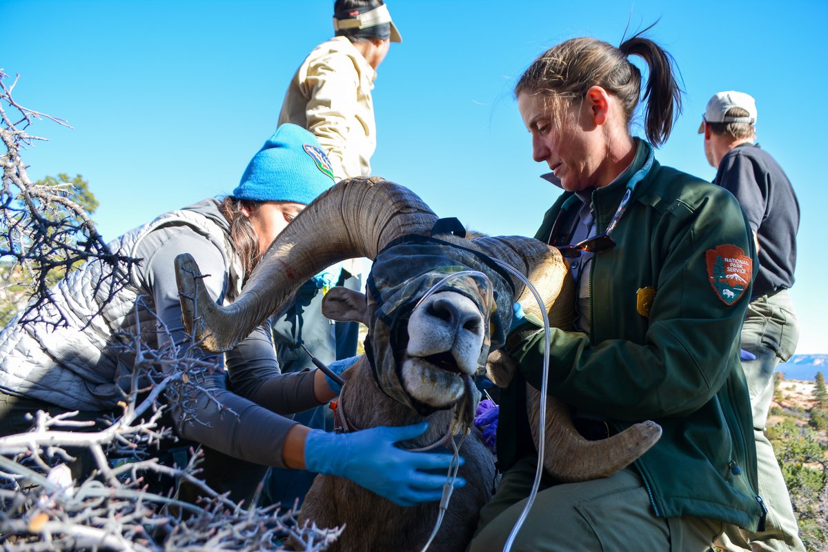FandMCollege's tweet photo. It's #EarthDay and the start of #NationalParkWeek, so a perfect time to share a 🧵 about F&amp;M alumna Janice Stroud-Settles ’00, the wildlife program manager for @ZionNPS in southern Utah. https://t.co/FIHqyaX7jJ