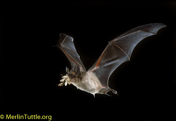 Merlin Tuttle’s Bat Conservation tweet media
