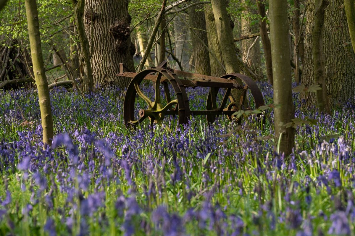 Rich_in_Rutland's tweet photo. Nice to see the Bluebells are almost in full bloom at Rutland Water today #WorldEarthDay #Rutland #Bluebells https://t.co/kcSBqZkr3N