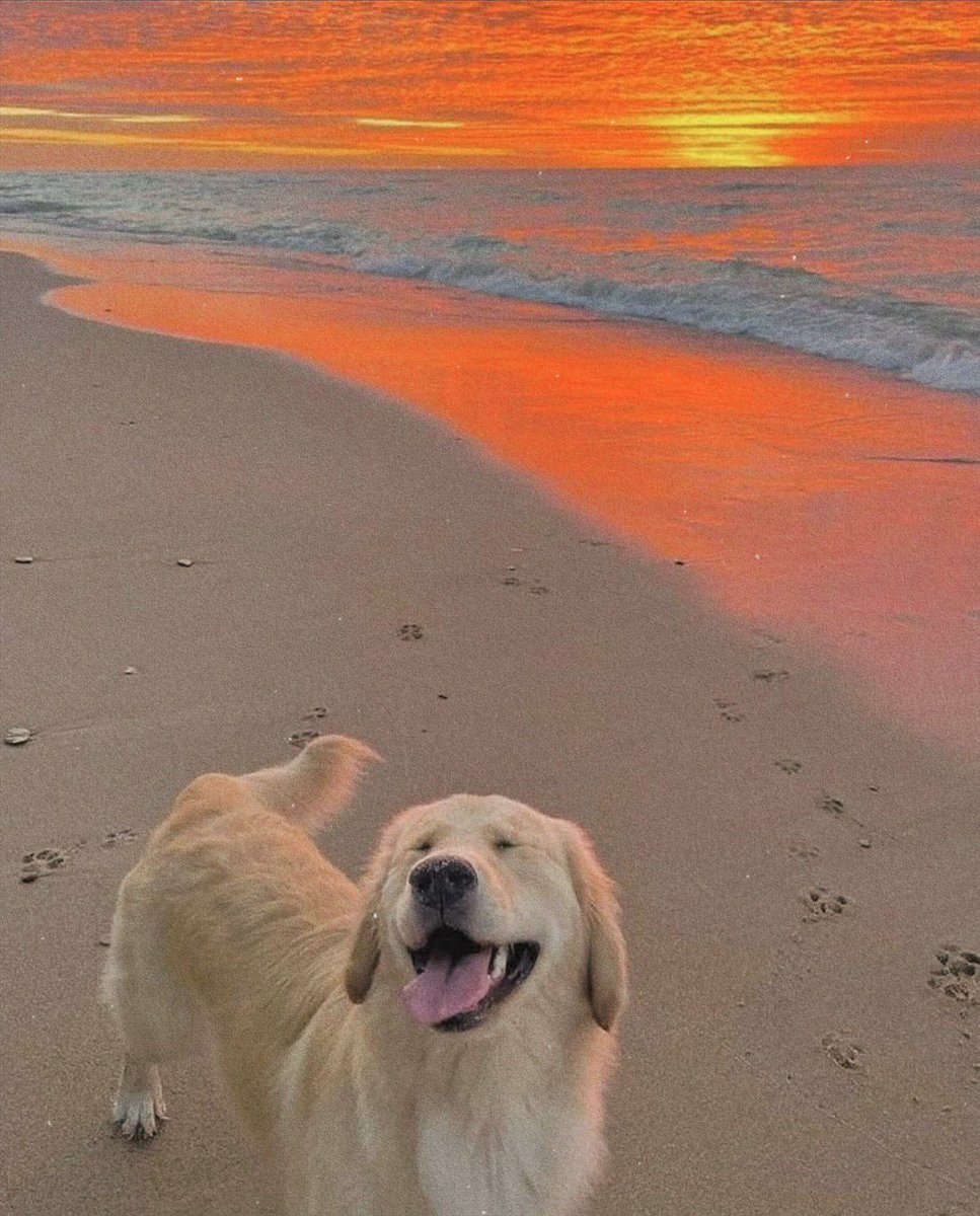 💖 (@twaniimals) on Twitter photo 