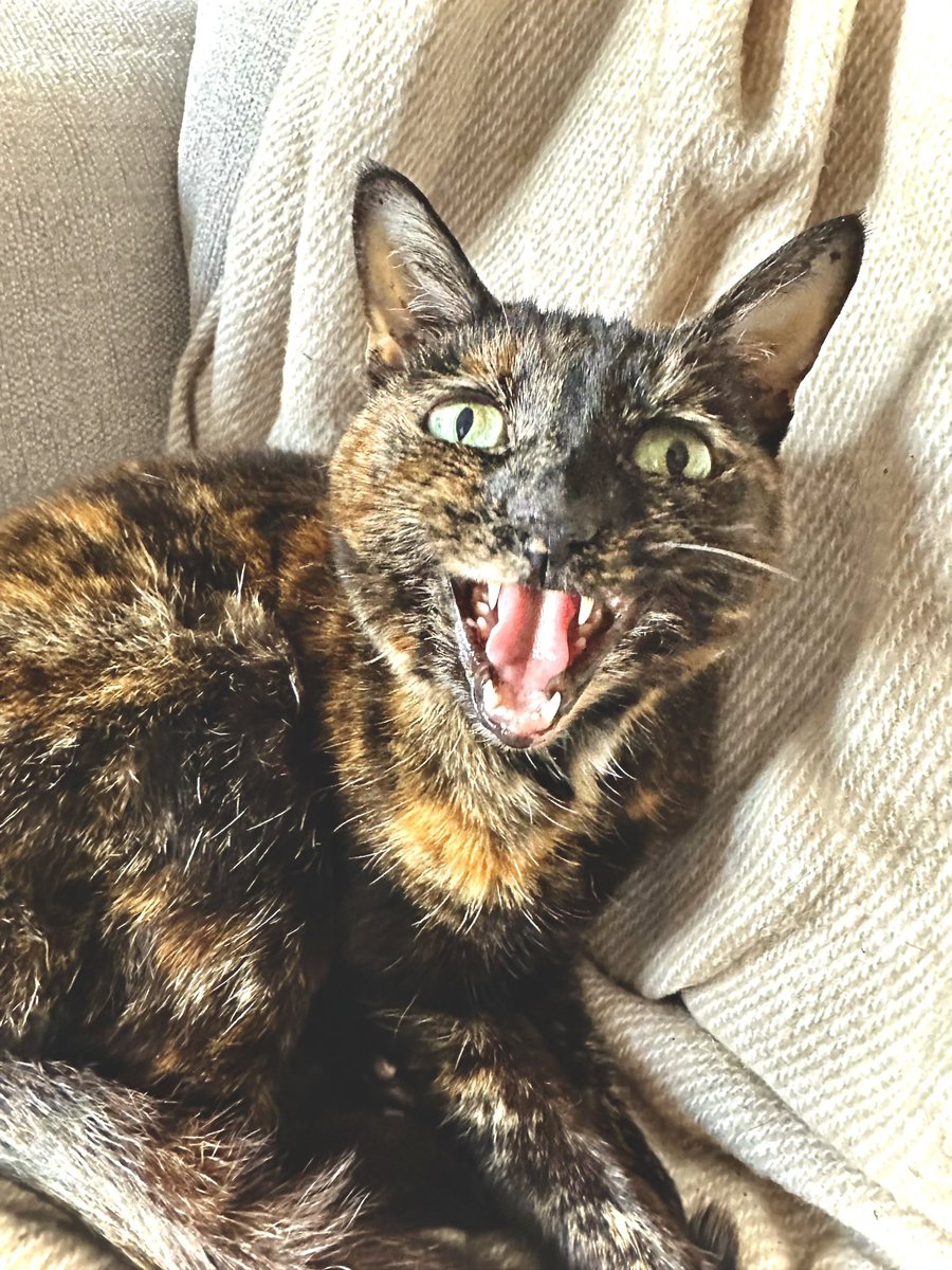 My baby, that I’ve had since I was TWELVE, is 17 this year 🥰💖