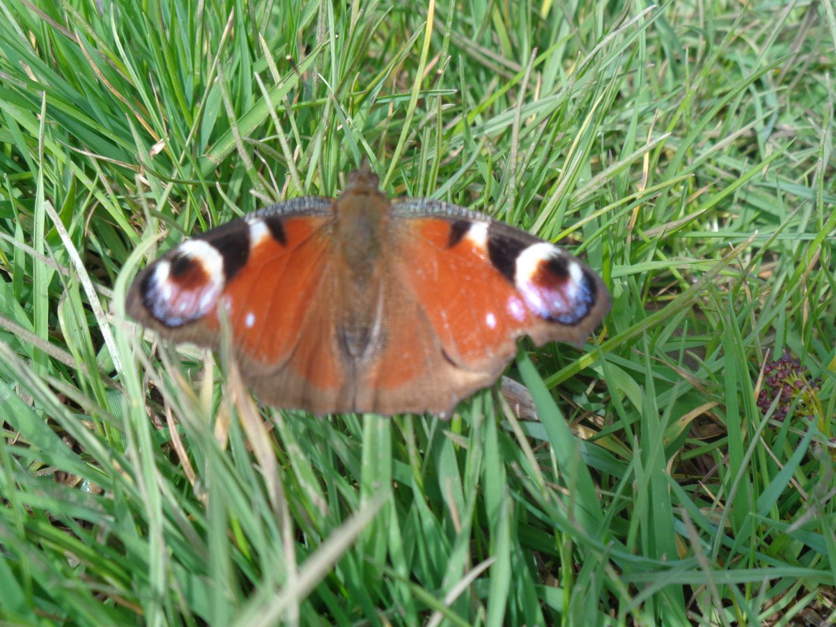 HelenRo88542779's tweet photo. The butterflies came out to play on a sunny day๐ฆ #Northamptonshire #LyvedenWay #NeneWay @BedsNthantsBC @_NeneValley #butterfly https://t.co/89Kgd3IEem