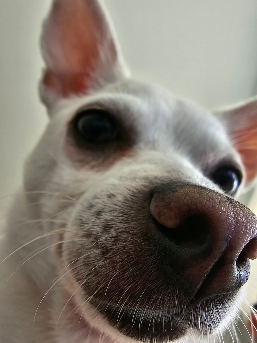 ludusnyc's tweet photo. So I’ve thought about it for awhile, and I’m done with Twitter for now. You can find me on IG, secondactbakeshop for my baking adventures, dobbythehousedoggo for pics of my dog. Hope to see you there. https://t.co/QoE9MWiNLr