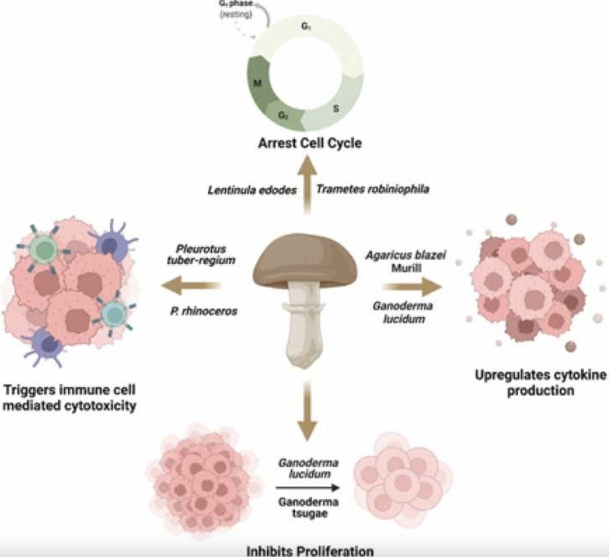 drkohilathas's tweet photo. Mushrooms that have shown specific anti-ovarian cancer activity.       

A THREAD 🧵 https://t.co/mr7EBf3y1j