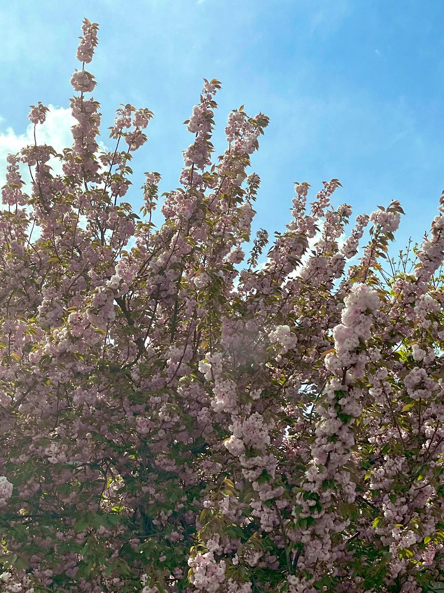 startsauce's tweet photo. 🌸Breathe it all in #IRL 👉https://t.co/D5rUQoV9jt
@startsauce #Web3 #startsauce #WomenInNFTs #KindnessMatters #NFTCommmunity https://t.co/W81RpD4DUy