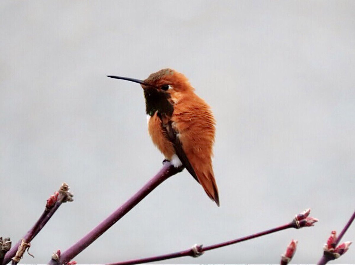 dahalapenio's tweet photo. My life isn’t perfect, but I am thankful for what I have… #birdphotography #birdwatching  #BirdsSeenIn2023 #BirdsOfTwitter https://t.co/hbeSIOg5Sj