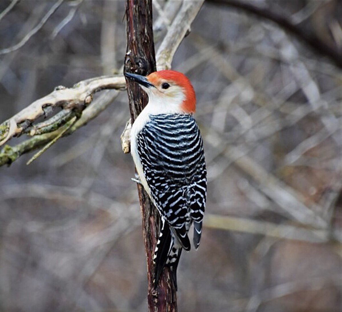 dahalapenio's tweet photo. My life isn’t perfect, but I am thankful for what I have… #birdphotography #birdwatching  #BirdsSeenIn2023 #BirdsOfTwitter https://t.co/hbeSIOg5Sj