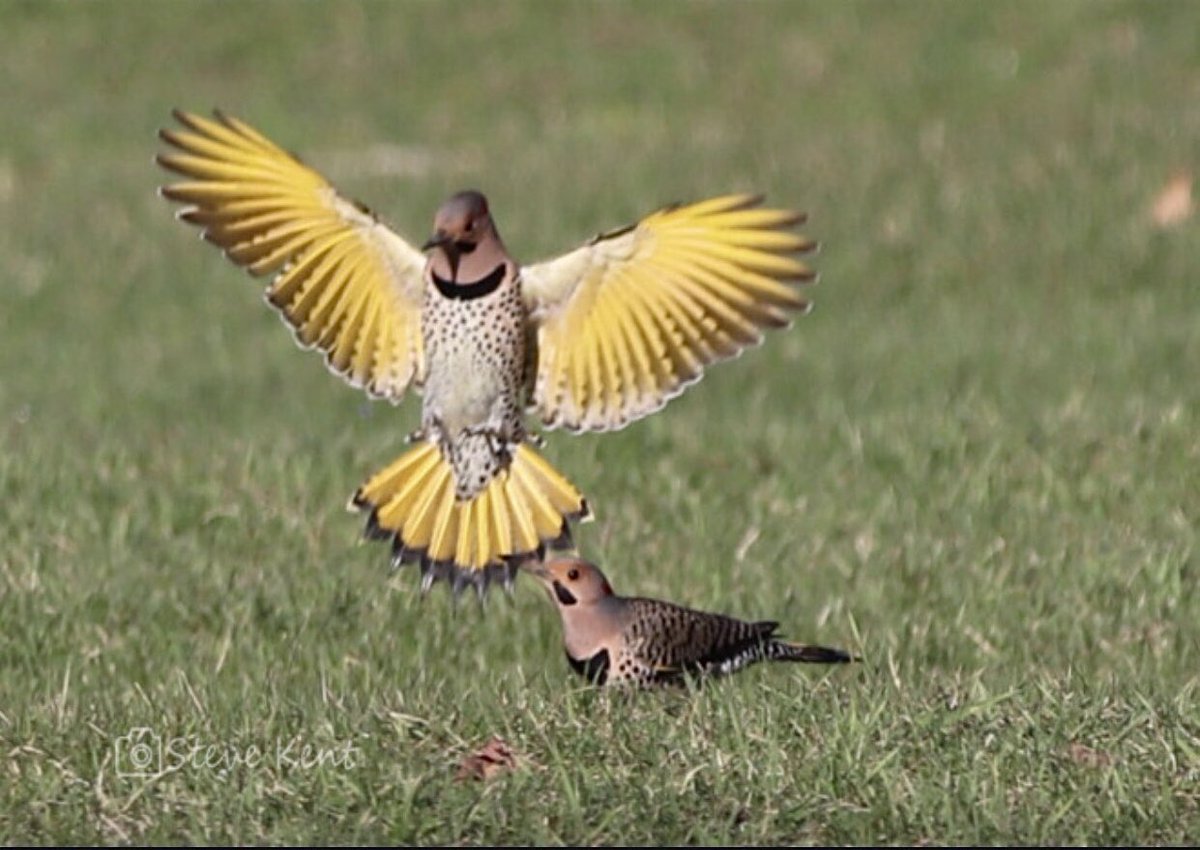 dahalapenio's tweet photo. My life isn’t perfect, but I am thankful for what I have… #birdphotography #birdwatching  #BirdsSeenIn2023 #BirdsOfTwitter https://t.co/hbeSIOg5Sj