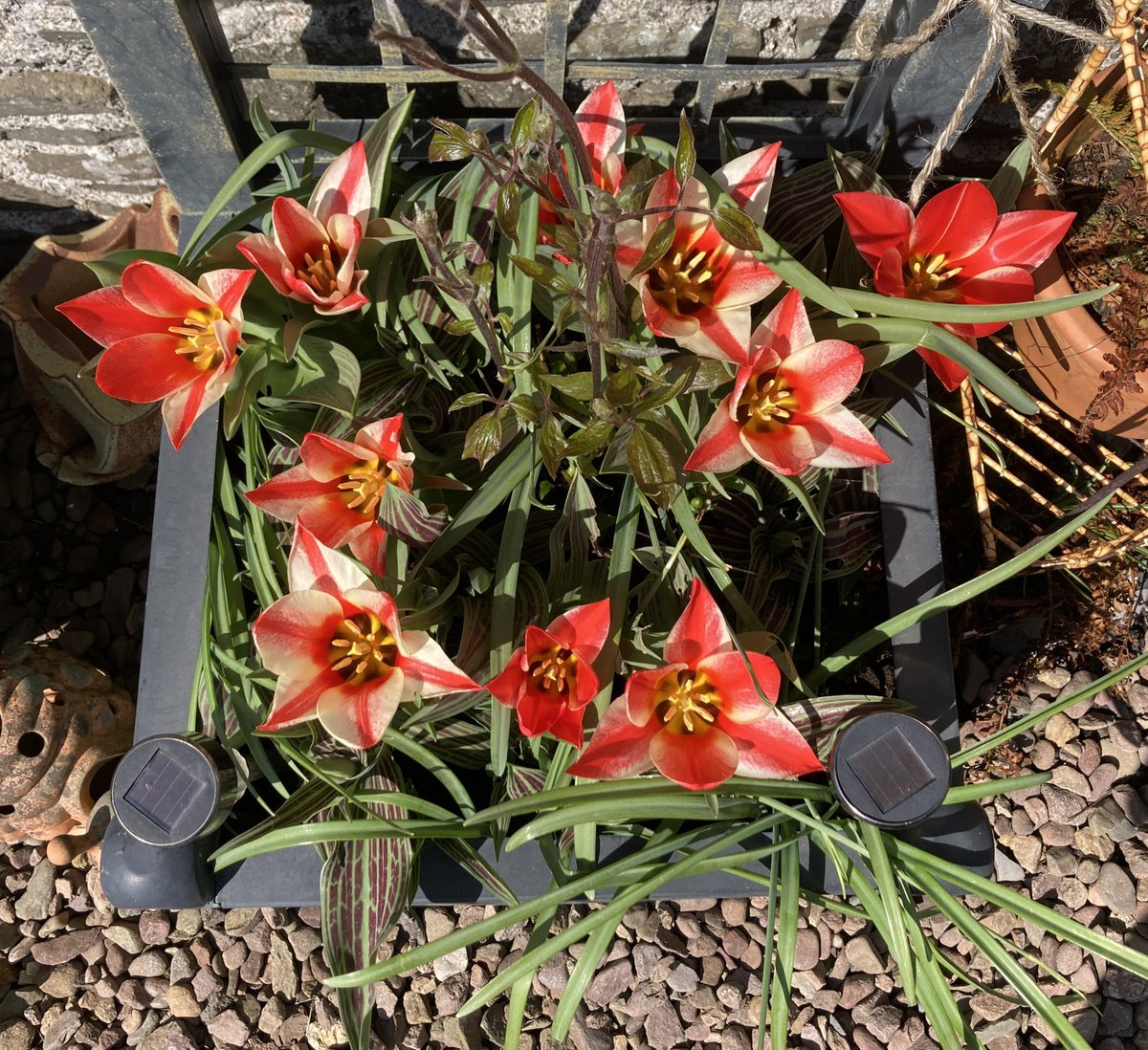alisonjp69's tweet photo. Tulips enjoying sunshine &amp; clematis starting to grow. #springflowers https://t.co/qiOM02l5gX