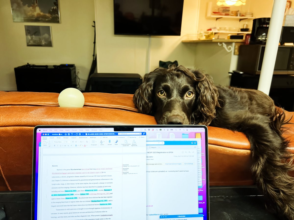 KevKeel's tweet photo. @ACVP Callie tells me I need to quit working on this manuscript.  My co-authors disagree with Callie! https://t.co/EE15FAW7U0