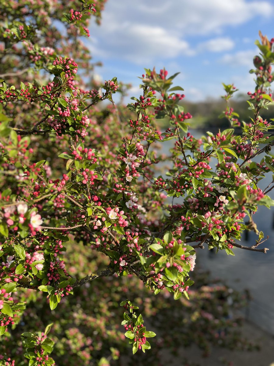 halowasanoption's tweet image. #SpringInLondon
#BlossomWatchComp