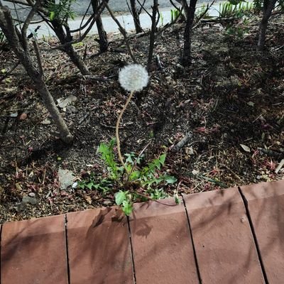 "Taç yapraklarının düştüğü gün senin için bekliyor olacağım."