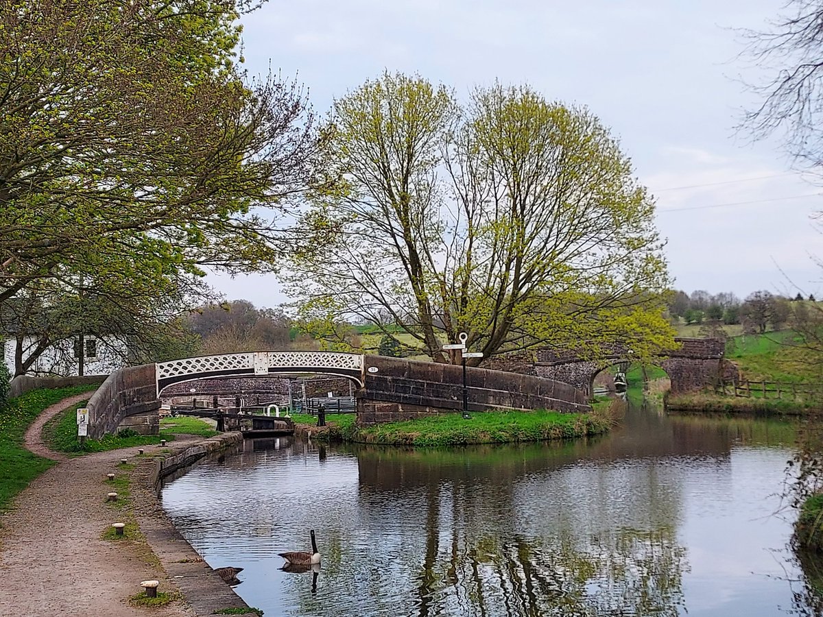 A trio of Tufted Ducks joined me on my evening walk 😀. Little stunners.