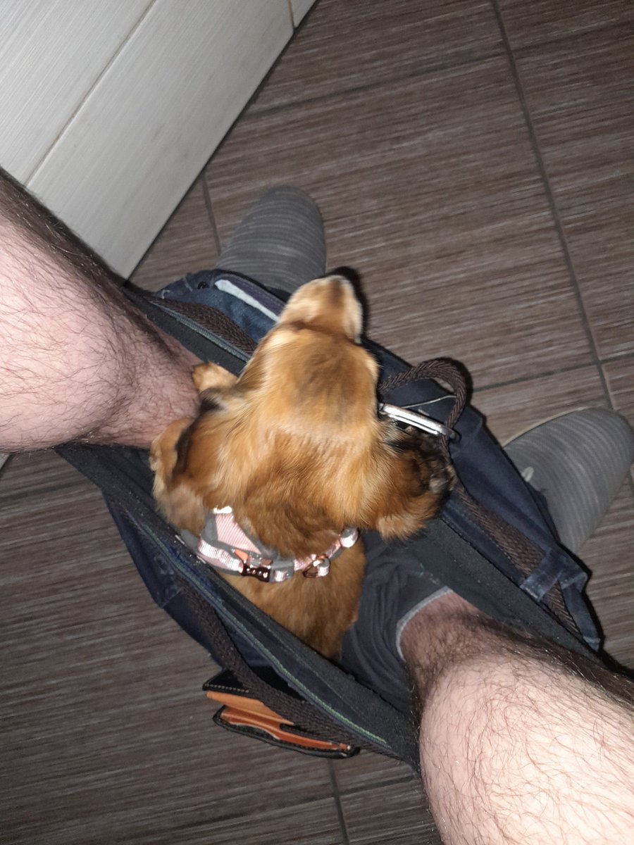 JanSchiesl's tweet photo. Boule je pryč, koušeme uši, nos, všechno! 

V baru jsme jak miminko a vydržíme bez problémů 4, někdy i 3, piva! 

Ale jak na hajzl, že? Dámy prominou, ale každý někdy musíme tam, co řeší jen doktor nebo východoněmecké filmy! 

Duh! 

#sorrynotsorry #bigbrain #manlysolution https://t.co/vvZF63uqFD