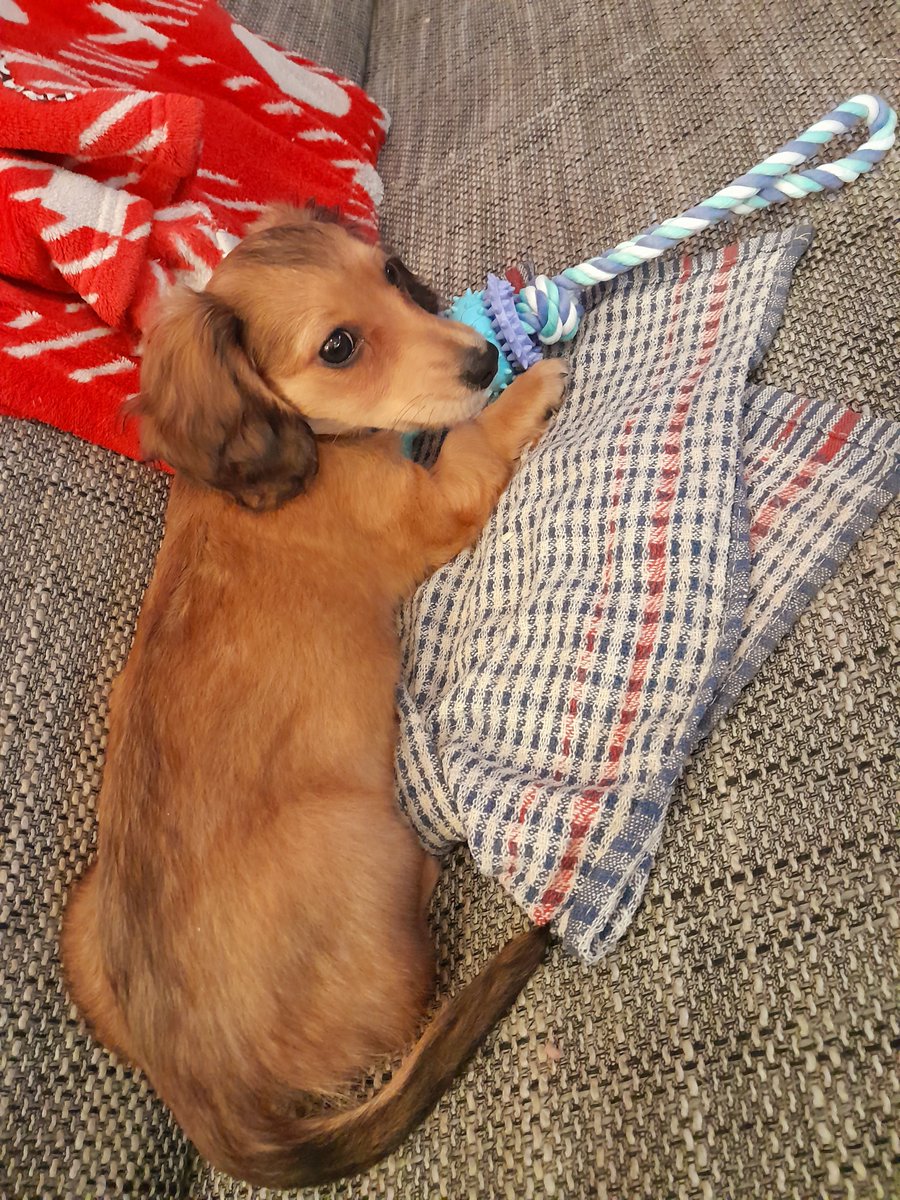 JanSchiesl's tweet photo. Boule je pryč, koušeme uši, nos, všechno! 

V baru jsme jak miminko a vydržíme bez problémů 4, někdy i 3, piva! 

Ale jak na hajzl, že? Dámy prominou, ale každý někdy musíme tam, co řeší jen doktor nebo východoněmecké filmy! 

Duh! 

#sorrynotsorry #bigbrain #manlysolution https://t.co/vvZF63uqFD