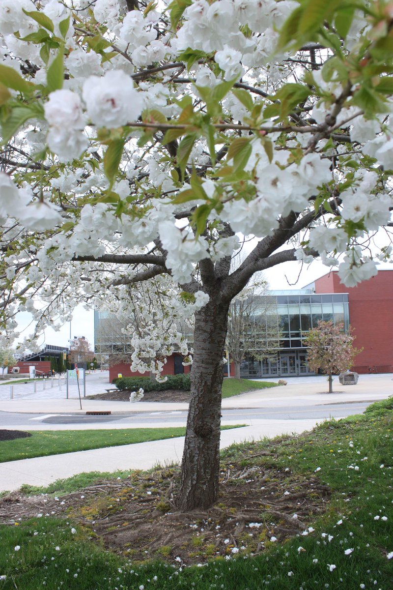 AdelphiU's tweet image. We hope that you have been loving #SpringAtAdelphi on our organic campus.🌸 bit.ly/3Mge9oe  #EarthDay