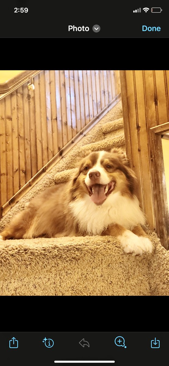 Can you spot the Aussie chillin on the stairs? #HappySaturday