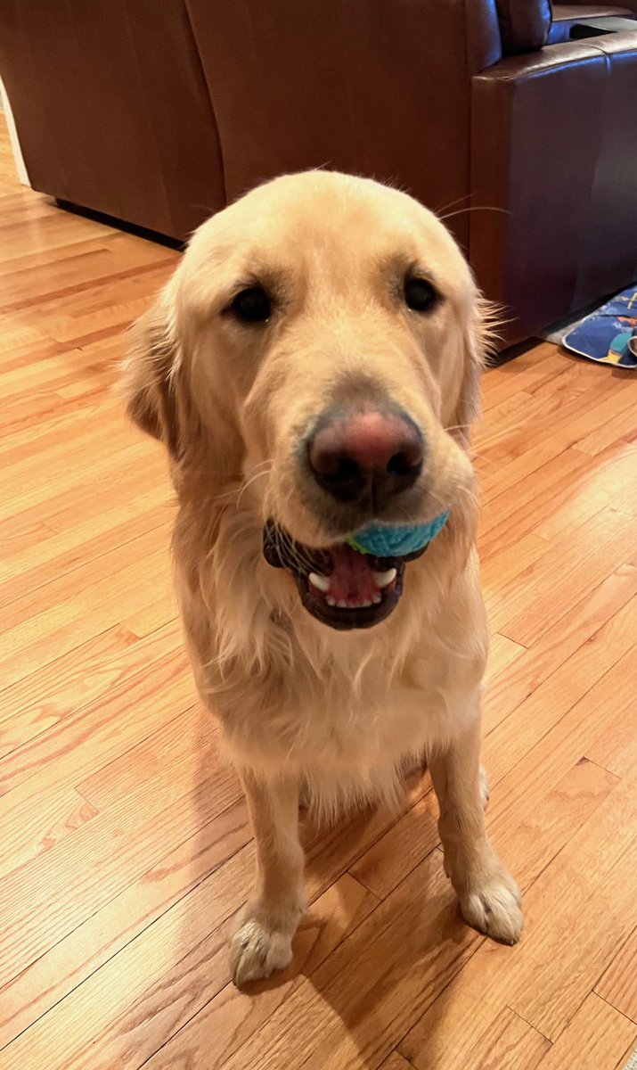 ECADServiceDogs's tweet photo. Weekend vibes from Yammy! 😎 Thank you to our wonderful Home Handlers for this #pupdate #weloveourvolunteers #homehandlers #homefortheweekend #potatoes #ecadfamily #ecad #servicedogs #servicedogsintraining #ecadservicedogs #puppylove #changinglives4pawsatatime https://t.co/Jv59DElwDJ
