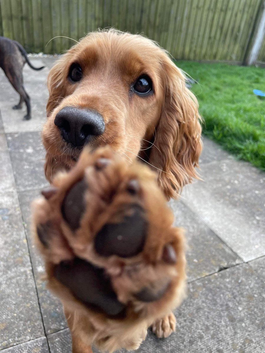 STOP! don’t scroll 🥺
Have you read my story?  👇🏻

- gofundme.com/f/donate-to-he…

✨£3383✨ raised so far! 
I’m super close to having my heart being fixed🥺
can you helps too? ❤️
That’s ok if you can’t donate! Maybe you could just give me some love instead or share my story 🥰