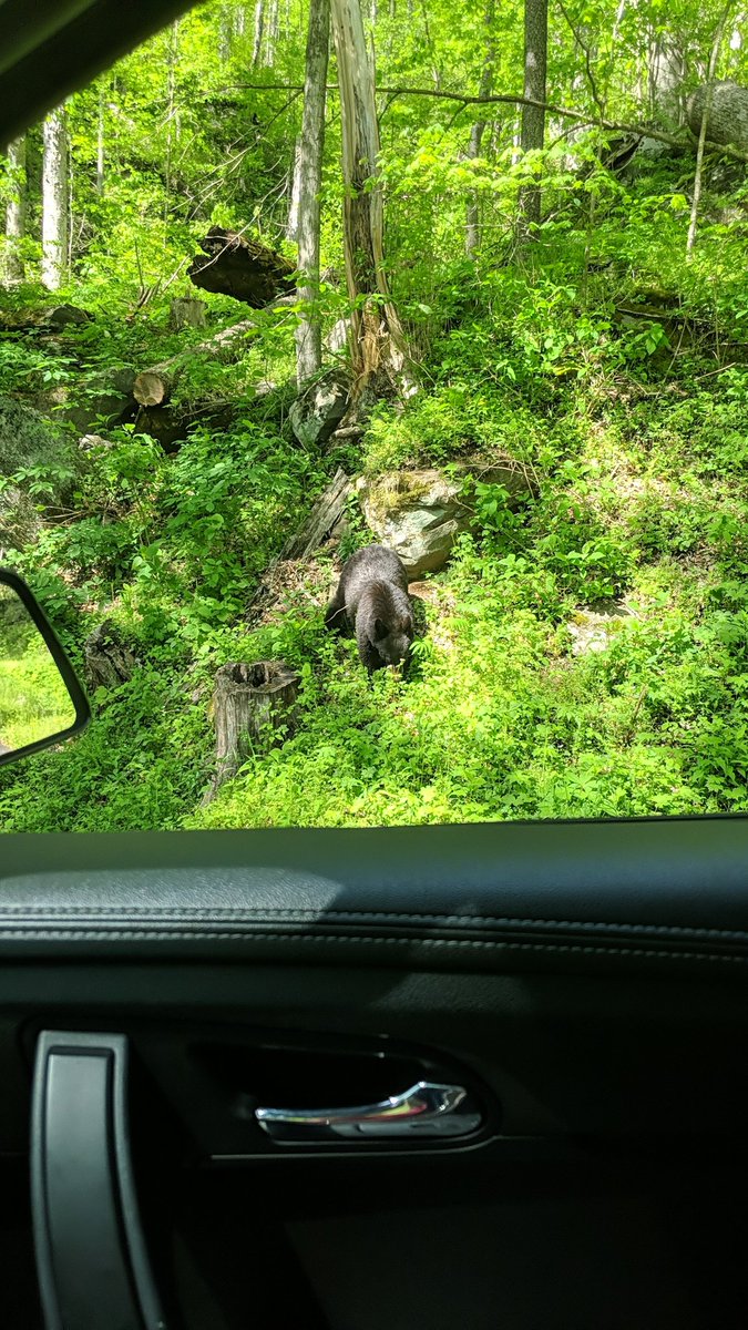 drinkblch's tweet photo. No one told me @iamblackbear was in Gatlinburg this weekend! https://t.co/uUgnXxlLpD