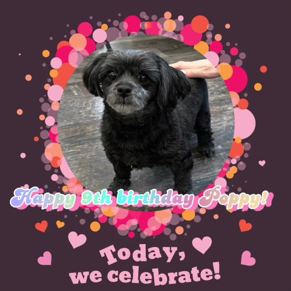 Happy 9th birthday Poppy 🥳 🐶!
#cutecustomeralert #poppy #birthdaydog #happybirthday #dogsofinstagram #yegdogs #yeg #edmonton #northside #9thbirthday #birthdaypawty #petvalu #loveliveshere ❤️ 🐾 #DogsofTwittter