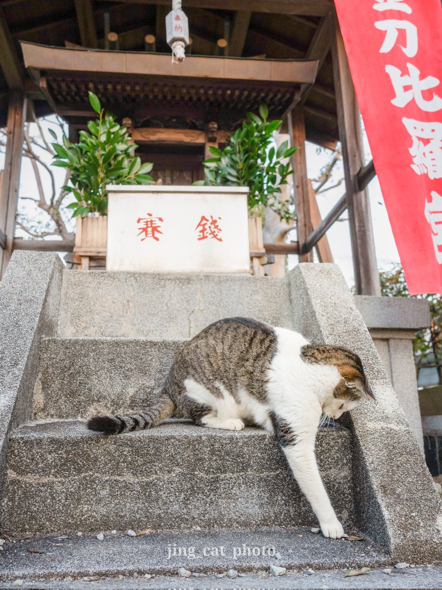 おっと、こんなところに…

#猫 #ねこ #ねこちゃん #cat #猫好きさんと繋がりたい #nekoclub #東京カメラ部 #cats_of_day #catloversclub #CatsOfTwitter #cats #CatsOnTwitter #catsofjapan #caturday